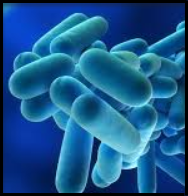 Legionnaires Disease